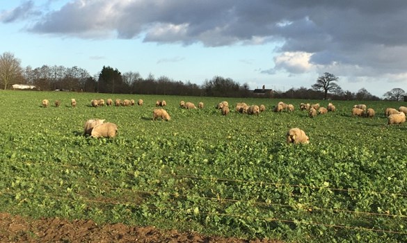 Sheep grazing cover crops